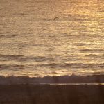 Tuesday early morning @ St. Augustine Beach