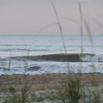 Thursday early morning @ St. Augustine Beach