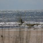 Thursday Late Morning to Mid Day @ St. Augustine Beach