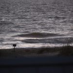 Tuesday 11/24 Dawn Patrol